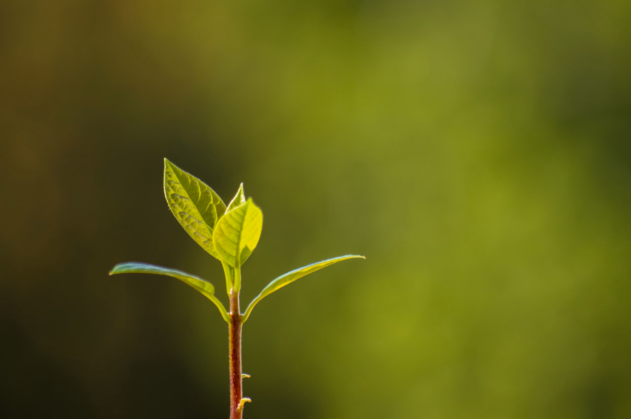 Harnessing the Fresh Start Effect in Customer Experience
